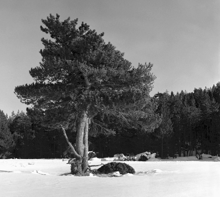 Cet arbre qui passe à travers la fournaise et la glace.